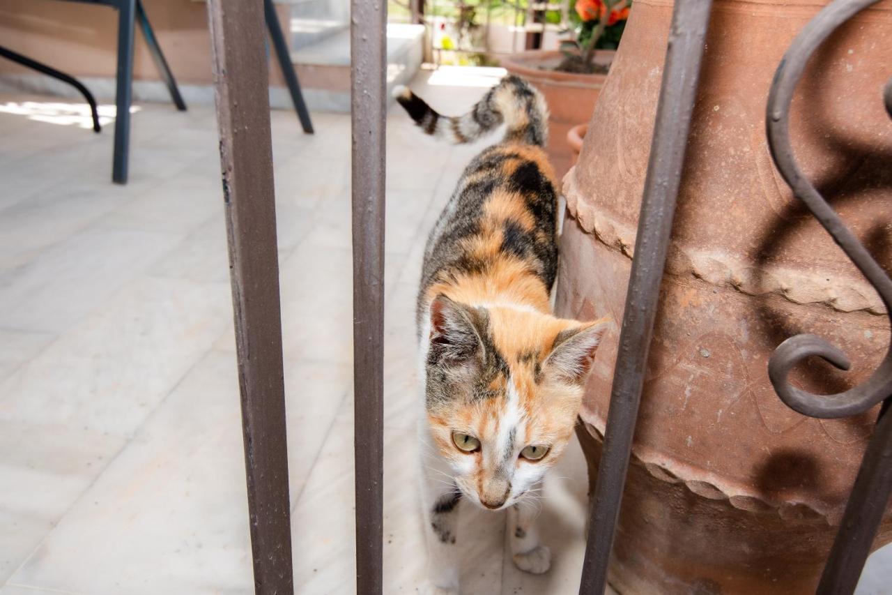 فيلا Achilleas Deluxe Αpartment -Pet Friendly-Parking-Mountain View Kotsianá المظهر الخارجي الصورة